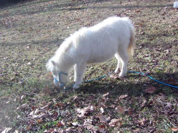 white-lil-color-on-ear-around-eye-side-all-else-horse