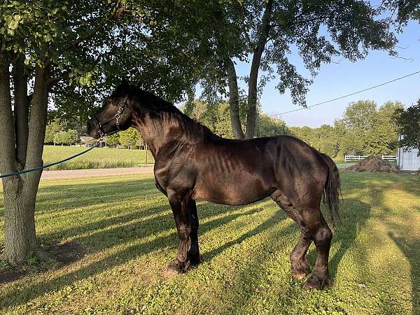 percheron-stallion