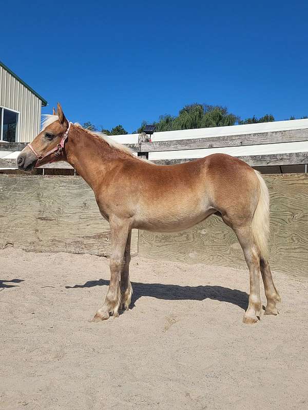 haflinger-filly