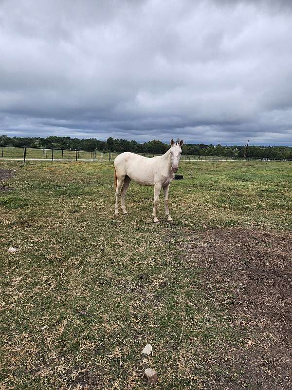 perlino-andalusian-filly