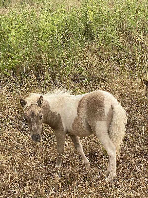 pinto-miniature-colt