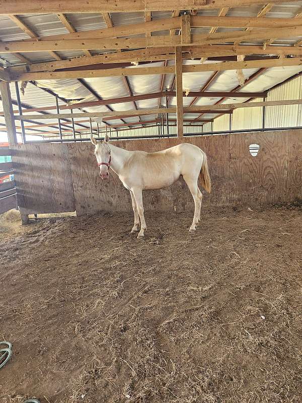 perlino-andalusian-filly