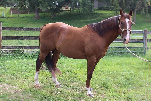 sorrel-blaze-3-white-socks-horse