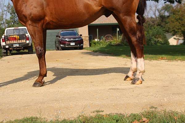 barrel-race-quarter-horse