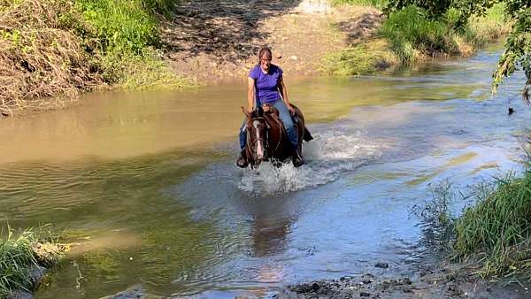 barrel-racing-quarter-horse