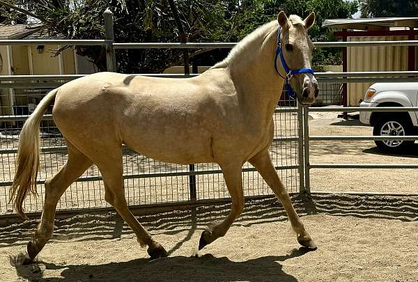 andalusian-horse-for-sale