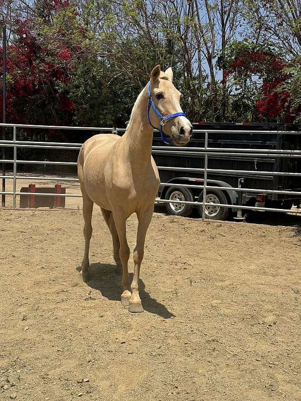 andalusian-horse