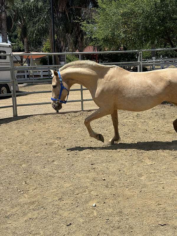 palomino-andalusian-mare