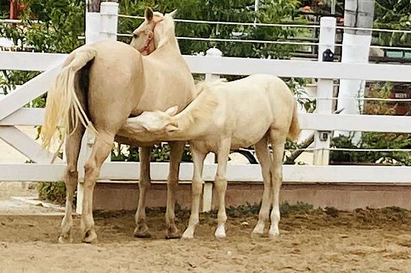 palomino-mare-for-sale