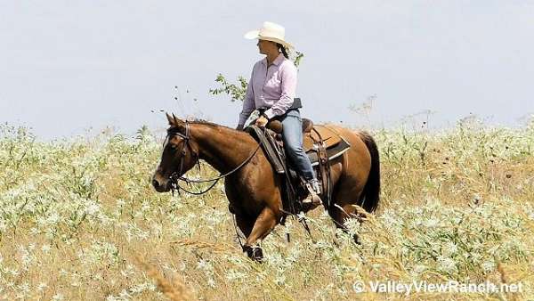 cutting-quarter-horse