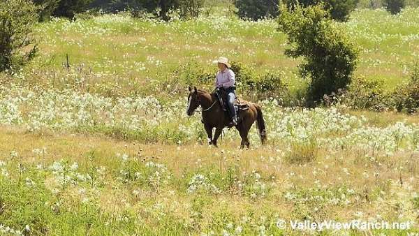 penning-quarter-horse