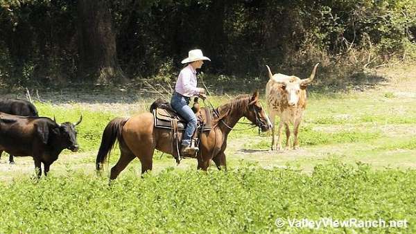 ranch-quarter-horse