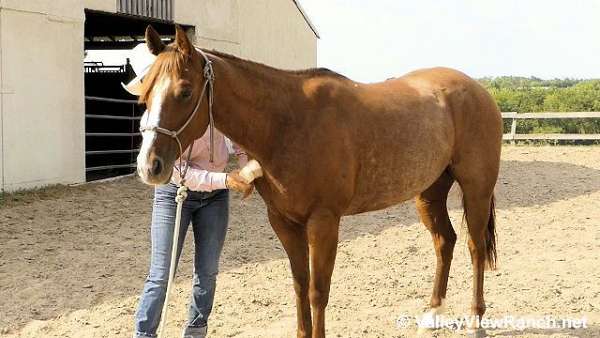 sorrel-ranch-work-horse