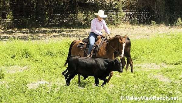 team-penning-quarter-horse