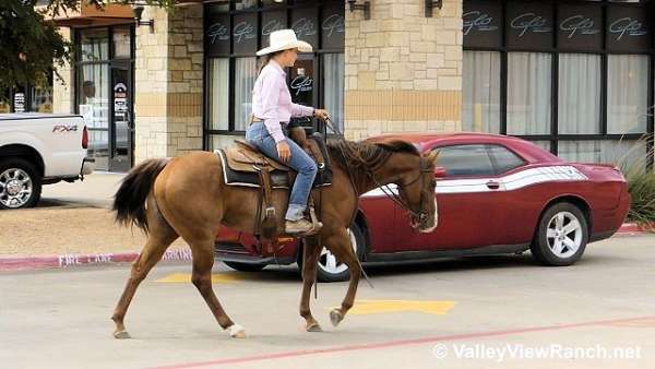 trail-quarter-horse