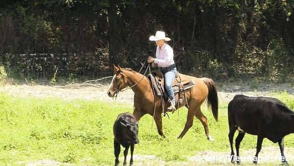 sorrel-team-penning-horse