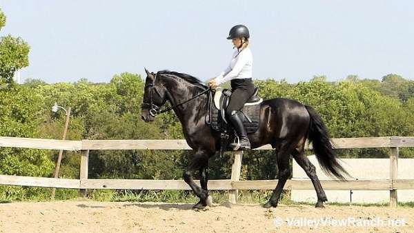 beginner-friesian-horse