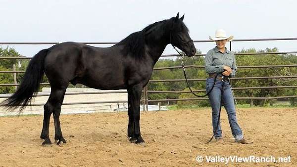 dressage-friesian-horse