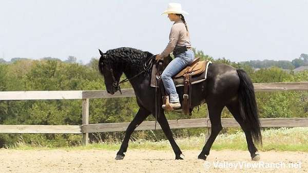 english-pleasure-friesian-horse