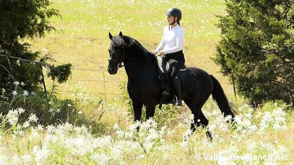 black-beginner-horse