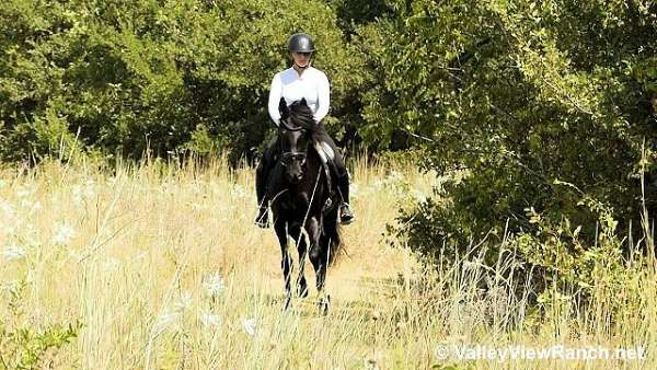 black-dressage-horse