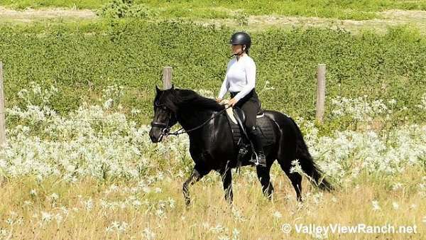 black-english-pleasure-horse