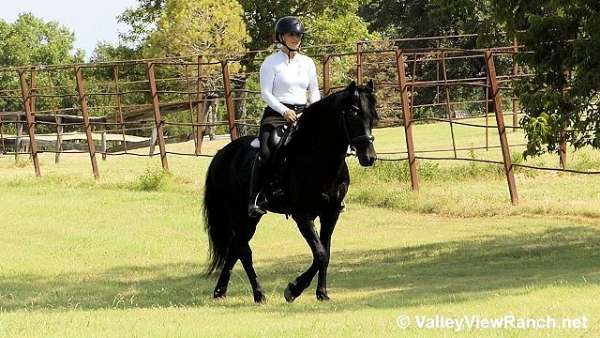 black-friesian-gelding