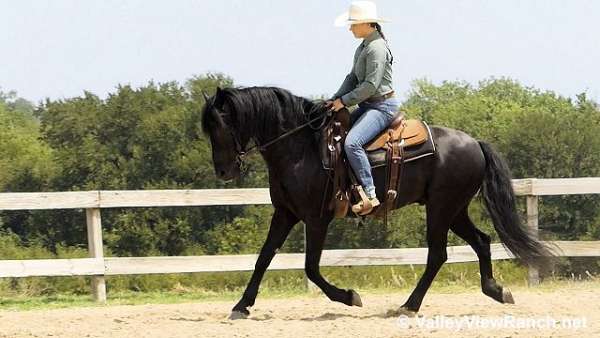 black-western-dressage-horse