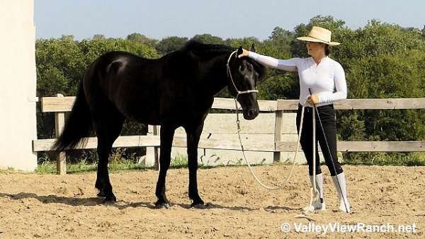 trail-friesian-horse