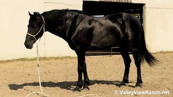 western-dressage-friesian-horse