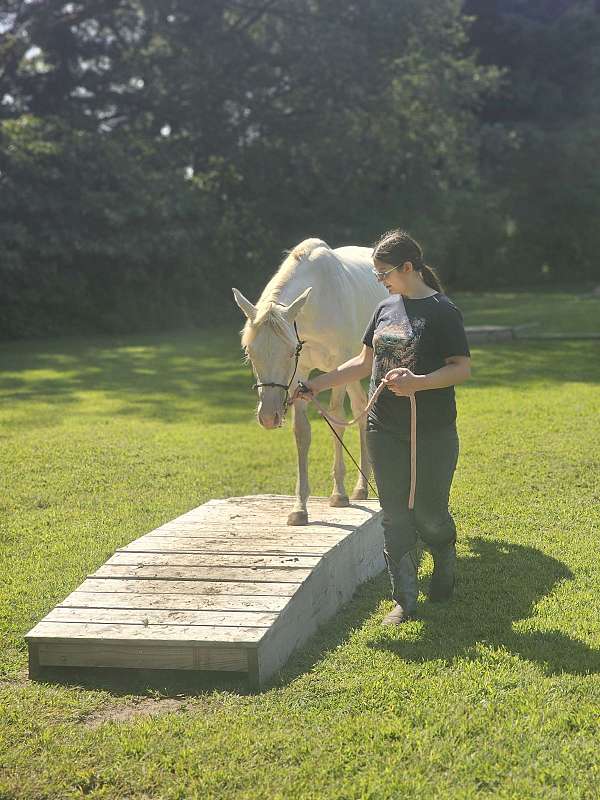 horsemanship-filly-yearling