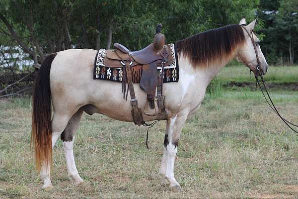 spotted-horses-for-sale-saddle