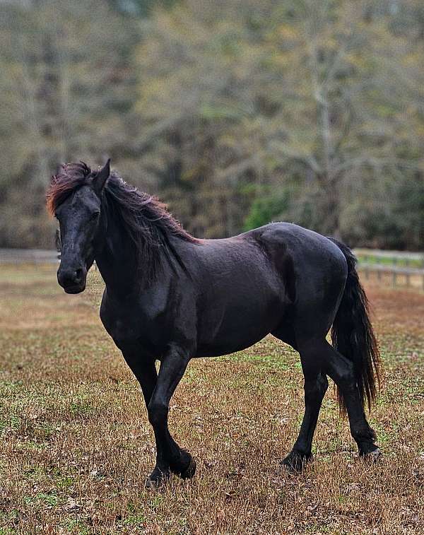 all-around-friesian-horse