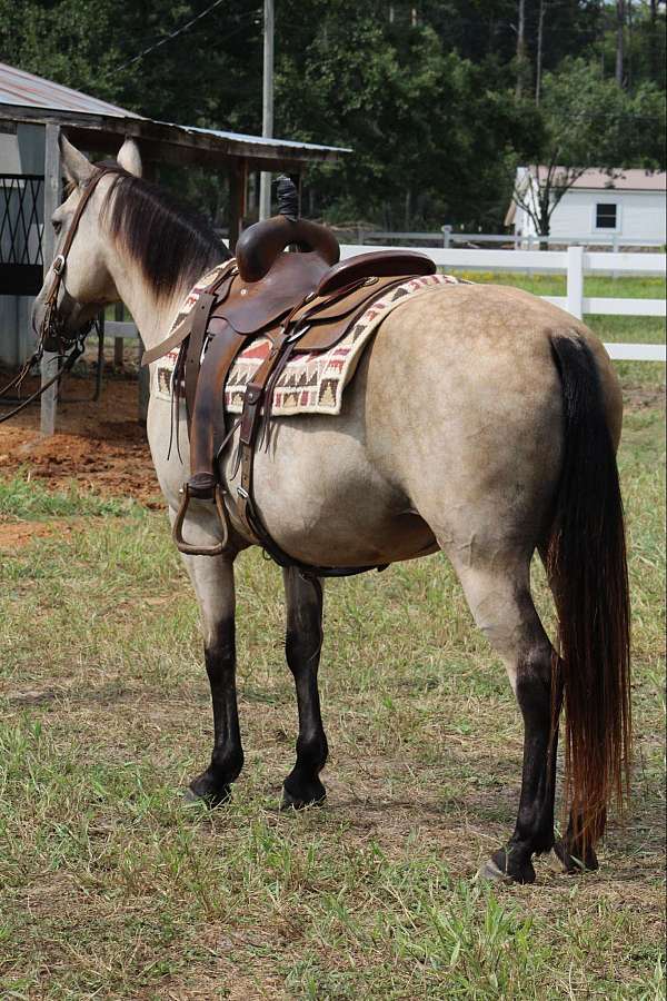 buckskin-horses-for-sale-mare