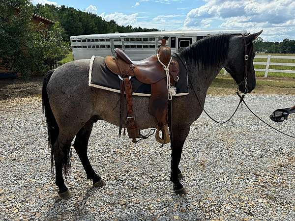 blue-roan-horses-for-sale-tennessee-walking