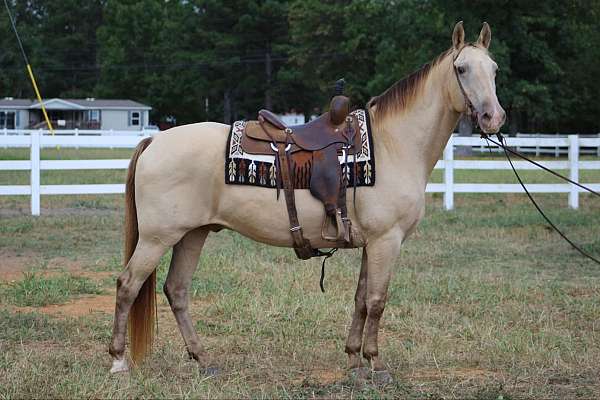 champagne-horses-for-sale-tennessee-walking