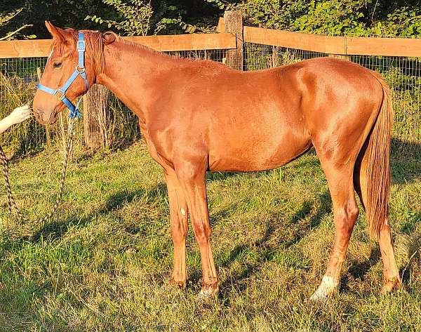 chestnut-two-white-socks-star-horse