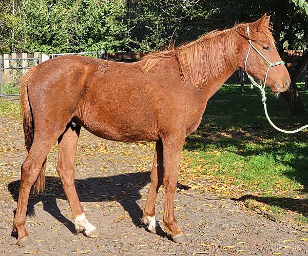 chestnut-two-white-socks-star-horse