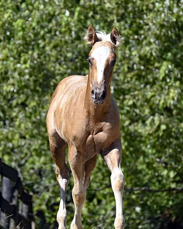 filly-quarter-horse