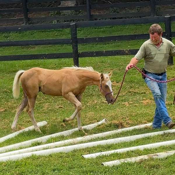 obstacles-quarter-horse