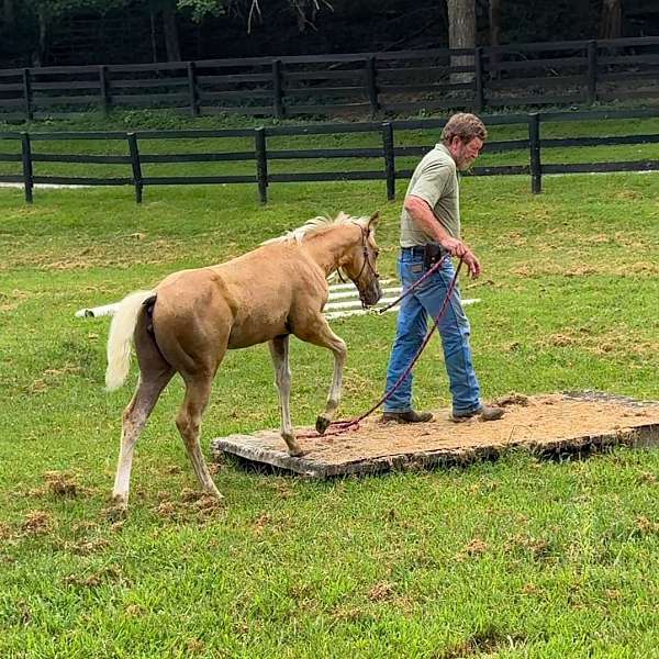 athletic-quarter-horse