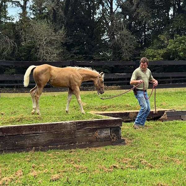 blue-eyed-quarter-horse