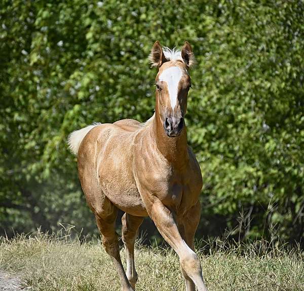 obstacles-filly