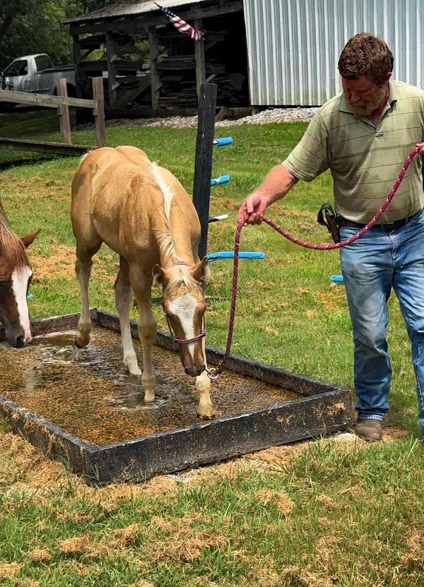 aqha-quarter-horse