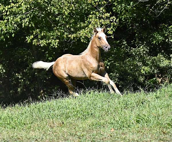 palomino-quarter-horse