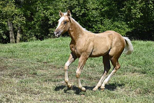 cowboy-mounted-shooting-quarter-horse