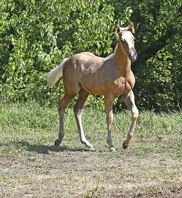 dressage-quarter-horse