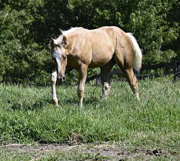 foundation-quarter-horse