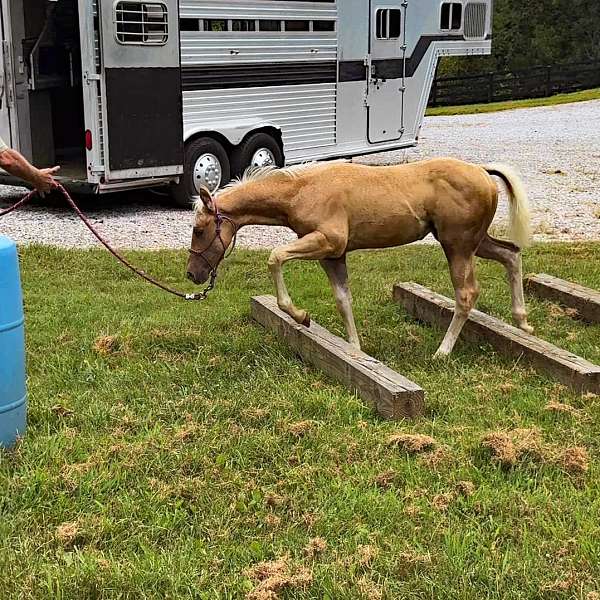 flashy-quarter-horse