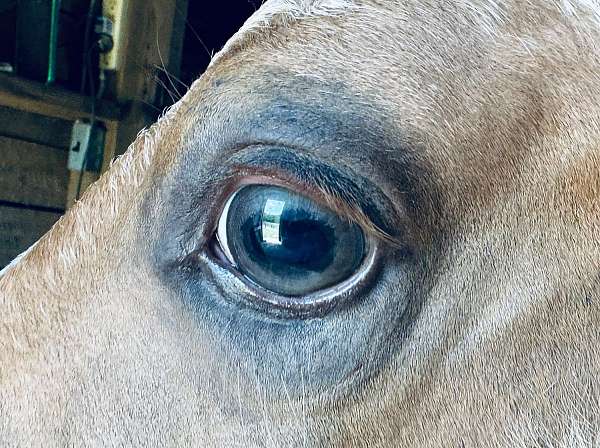 blue-eyes-quarter-horse